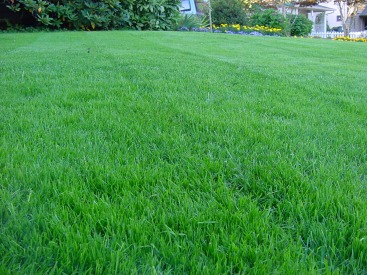 Plush Green Grass